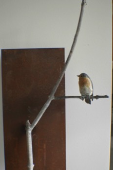  Roodborst op tak | 115 x 34 x 9 cm | uniek | wandplaat 100 x 20 cm. 